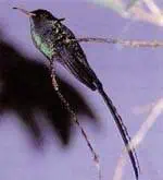 http://oloommagazine.com/images/Articles/15/SCI99b15N5_H02_008818.jpg