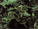 http://oloommagazine.com/images/Articles/15/SCI99b15N5_H02_008819.jpg