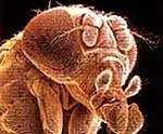 http://oloommagazine.com/images/Articles/16/SCI2000b16N9_H01_001330.jpg