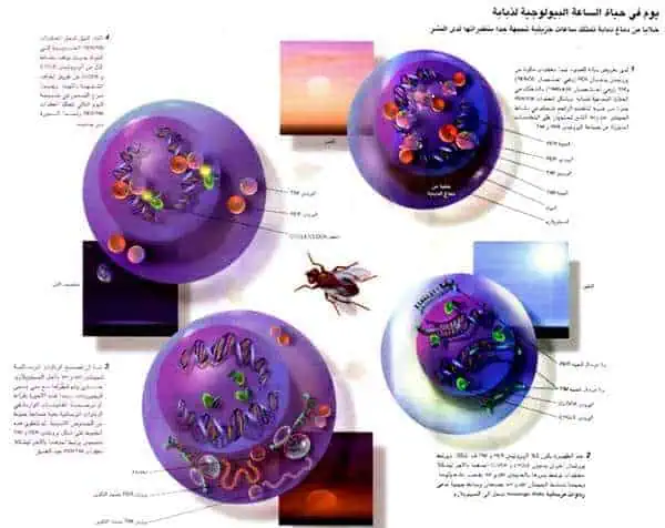 http://oloommagazine.com/images/Articles/16/SCI2000b16N9_H01_001331.jpg