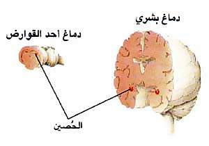 http://oloommagazine.com/images/Articles/16/SCI2000b16N5-6_H05_001151.jpg
