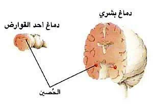 http://oloommagazine.com/images/Articles/16/SCI2000b16N5-6_H05_001151.jpg