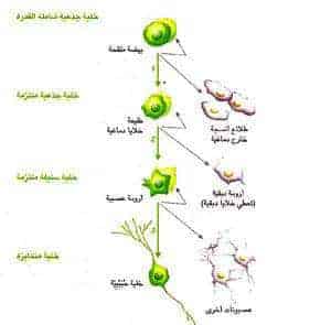 http://oloommagazine.com/images/Articles/16/SCI2000b16N5-6_H05_001154.jpg
