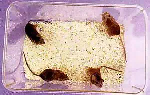 http://oloommagazine.com/images/Articles/16/SCI2000b16N5-6_H05_001156.jpg
