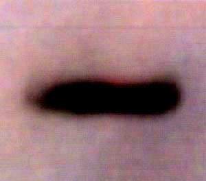 http://oloommagazine.com/images/Articles/16/SCI2000b16N12_H04_003556.jpg