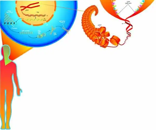 http://oloommagazine.com/images/Articles/17/SCI2001b17N11-12_H05_001568.jpg