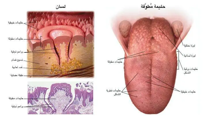 http://oloommagazine.com/images/Articles/17/SCI2001b17N6-7_H02_001756.jpg
