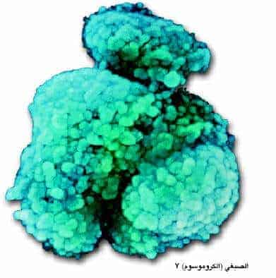 http://oloommagazine.com/images/Articles/17/SCI2001b17N10_H01_001461.jpg