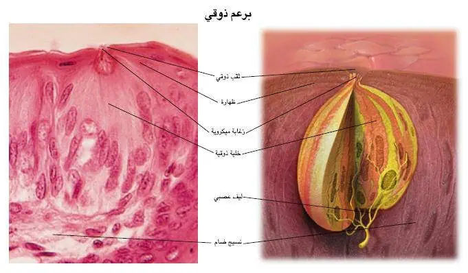 http://oloommagazine.com/images/Articles/17/SCI2001b17N6-7_H02_001757.jpg
