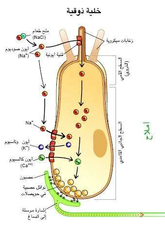 http://oloommagazine.com/images/Articles/17/SCI2001b17N6-7_H02_001758.jpg