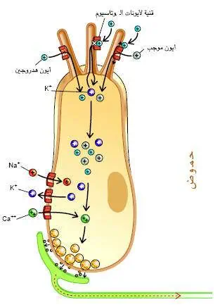 http://oloommagazine.com/images/Articles/17/SCI2001b17N6-7_H02_001759.jpg