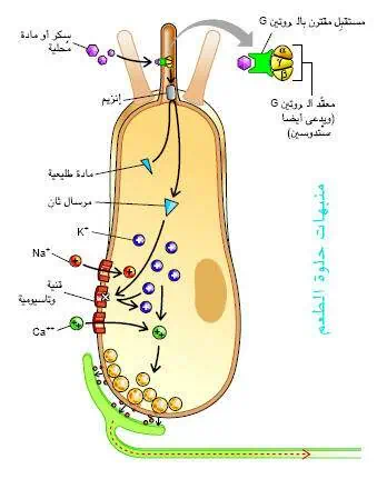 http://oloommagazine.com/images/Articles/17/SCI2001b17N6-7_H02_001760.jpg