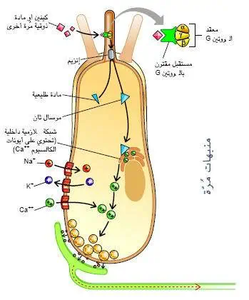 http://oloommagazine.com/images/Articles/17/SCI2001b17N6-7_H02_001761.jpg