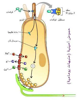 http://oloommagazine.com/images/Articles/17/SCI2001b17N6-7_H02_001762.jpg