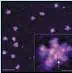 http://oloommagazine.com/images/Articles/17/SCI2001b17N6-7_H05_001793.jpg