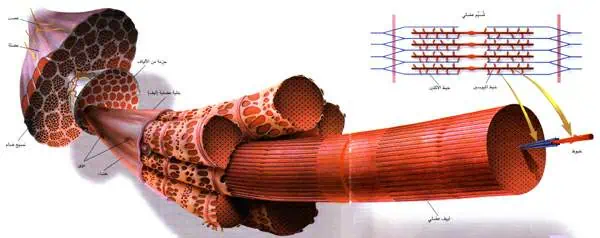 http://oloommagazine.com/images/Articles/17/SCI2001b17N3-4_H01_001652.jpg