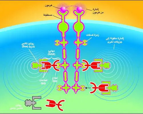 http://oloommagazine.com/images/Articles/17/SCI2001b17N1-2_H04_00369.jpg