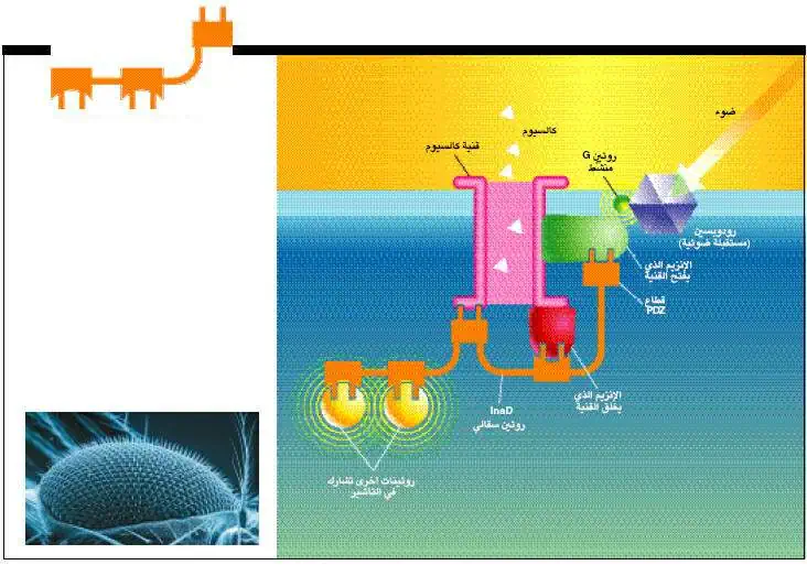 http://oloommagazine.com/images/Articles/17/SCI2001b17N1-2_H04_00371.jpg