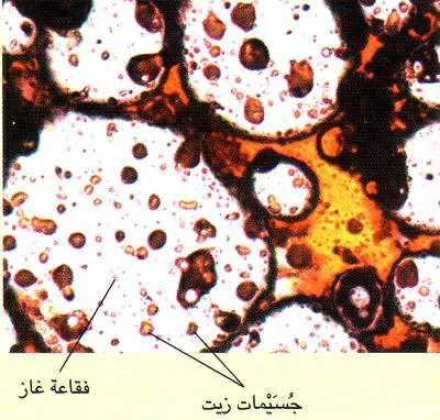 http://oloommagazine.com/images/Articles/18/SCI2002b18N9-10_H02_002525.jpg