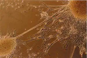 http://oloommagazine.com/images/Articles/18/SCI2002b18N2-3_H02_002159.jpg