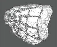 http://oloommagazine.com/images/Articles/18/SCI2002b18N7-8_H03_0080.gif