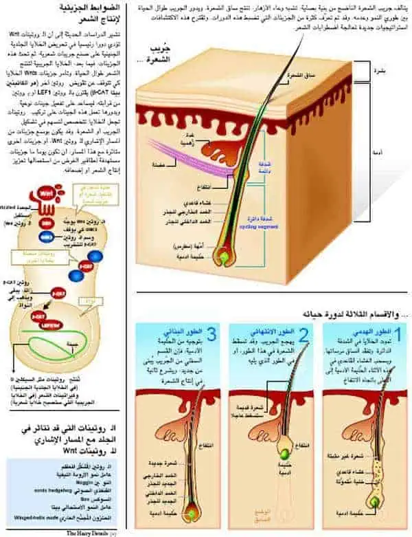 http://oloommagazine.com/images/Articles/18/SCI2002b18N1_H01_002059.jpg