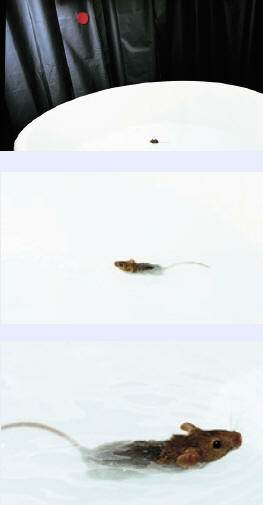 http://oloommagazine.com/images/Articles/19/SCI2001b19N5_H04_001898.jpg