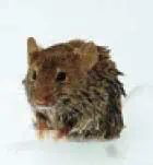 http://oloommagazine.com/images/Articles/19/SCI2001b19N5_H04_001899.jpg