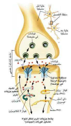 http://oloommagazine.com/images/Articles/19/SCI2001b19N5_H04_001903.jpg