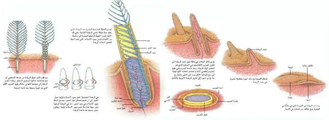 http://oloommagazine.com/images/Articles/19/SCI2003b19N10_H05_002622.jpg
