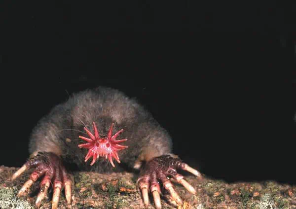 http://oloommagazine.com/images/Articles/19/SCI2003b19N2-3_H05_002861.jpg