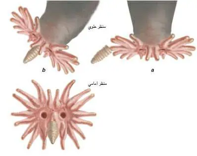 http://oloommagazine.com/images/Articles/19/SCI2003b19N2-3_H05_002862.jpg
