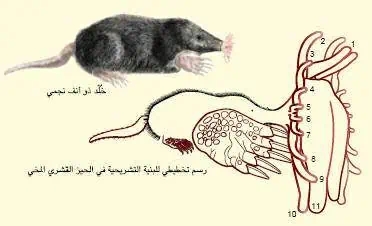 http://oloommagazine.com/images/Articles/19/SCI2003b19N2-3_H05_002863.jpg