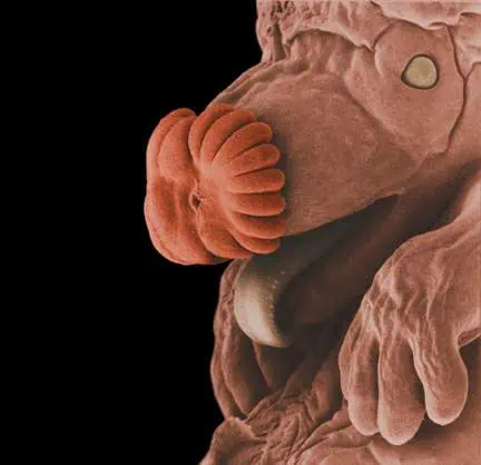 http://oloommagazine.com/images/Articles/19/SCI2003b19N2-3_H05_002866.jpg