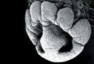 http://oloommagazine.com/images/Articles/19/SCI2003b19N2-3_H05_002867.jpg