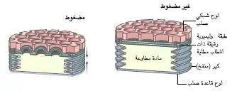 http://oloommagazine.com/images/Articles/20/SCI2004b20N1_H03_003242.jpg