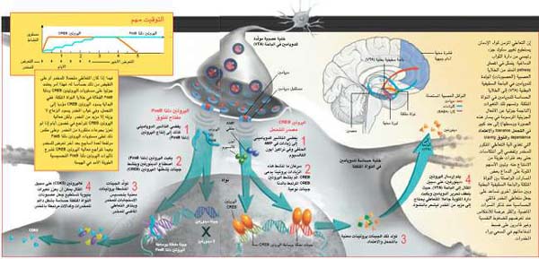 http://oloommagazine.com/images/Articles/20/SCI2004b20N6-7_H01_00728.jpg