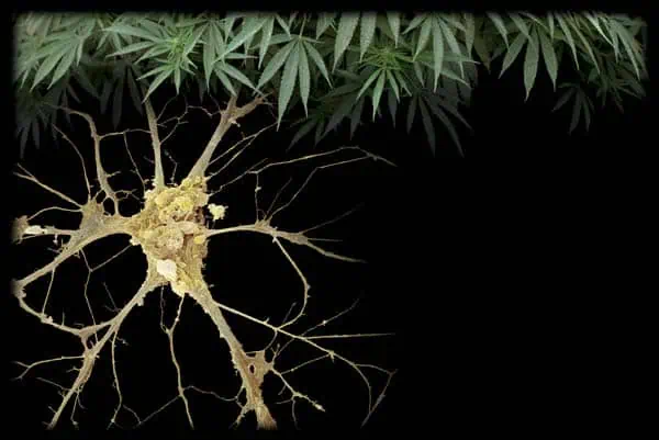 http://oloommagazine.com/images/Articles/20/SCI2004b20N12_H04_003164.jpg