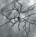 http://oloommagazine.com/images/Articles/20/SCI2004b20N6-7_H01_00730.jpg
