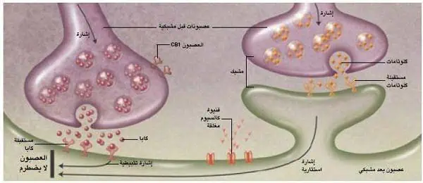 http://oloommagazine.com/images/Articles/20/SCI2004b20N12_H04_003167.jpg