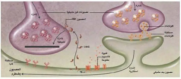 http://oloommagazine.com/images/Articles/20/SCI2004b20N12_H04_003168.jpg
