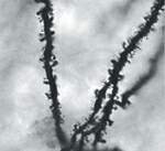 http://oloommagazine.com/images/Articles/20/SCI2004b20N6-7_H01_00731.jpg