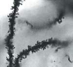 http://oloommagazine.com/images/Articles/20/SCI2004b20N6-7_H01_00732.jpg