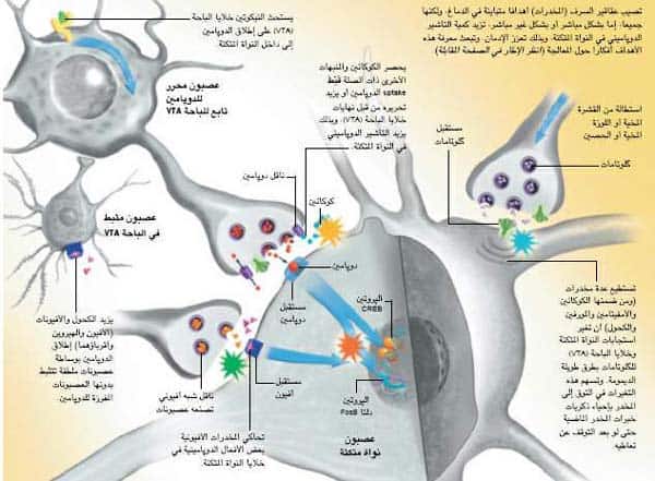 http://oloommagazine.com/images/Articles/20/SCI2004b20N6-7_H01_00733.jpg