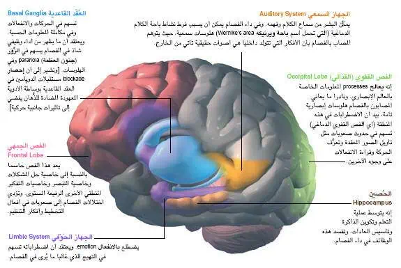 http://oloommagazine.com/images/Articles/20/SCI2004b20N4-5_H05_00658.jpg