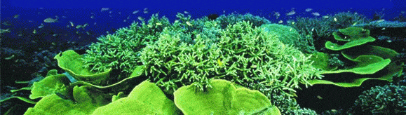 http://oloommagazine.com/Images/Articles/2006/10/88.gif