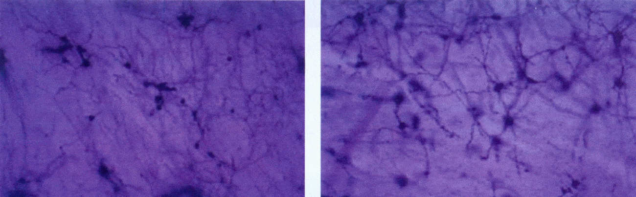 http://oloommagazine.com/images/Articles/2006/3-4/040.gif