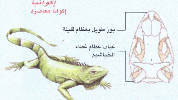 http://oloommagazine.com/images/Articles/2006/6-7/Copy%20(4)%20of%20004.gif