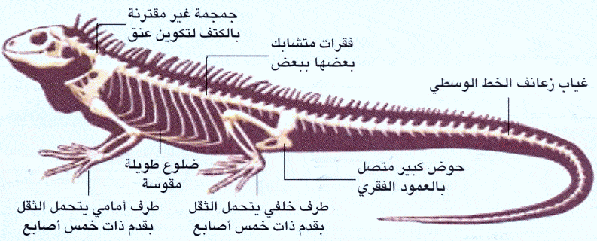 http://oloommagazine.com/images/Articles/2006/6-7/Copy%20(5)%20of%20004.gif