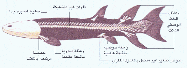 http://oloommagazine.com/images/Articles/2006/6-7/004.gif